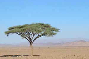 2 days Marrakech to Zagora